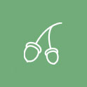 green achorn icon